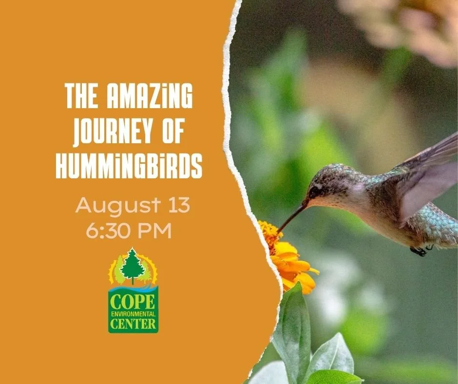 The Amazing Journey of Hummingbirds.jpg