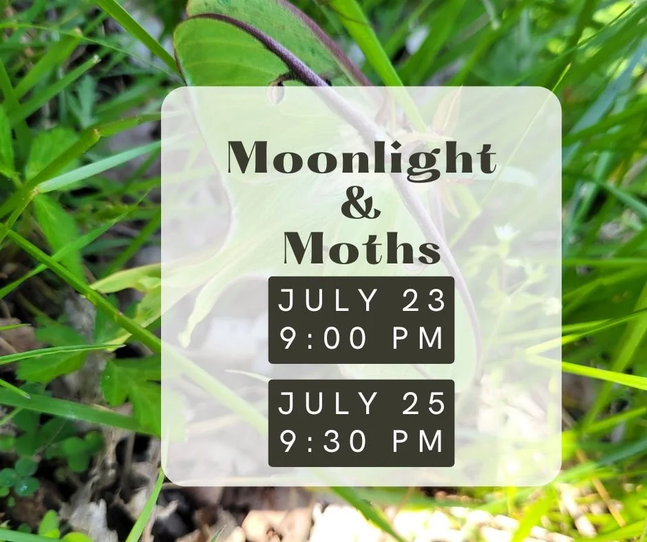 Moonlight & Moths