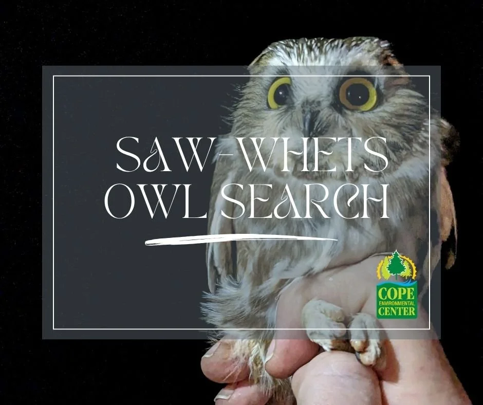 Saw-whet Owl Search