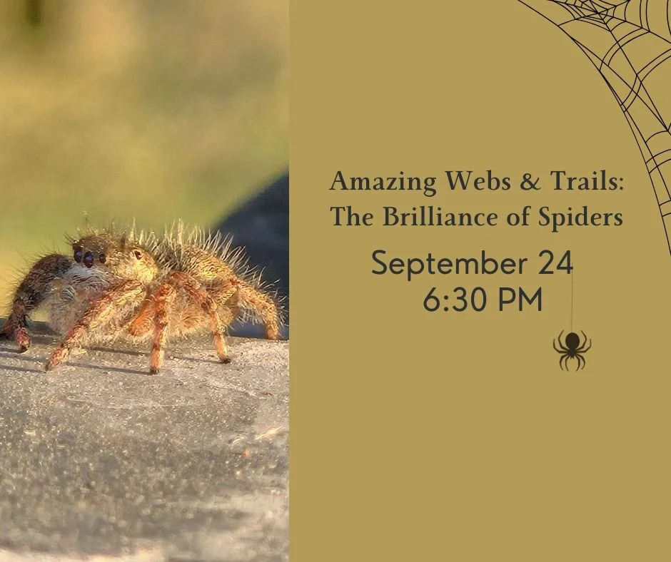 Amazing Webs & Trails: The Brilliance of Spiders