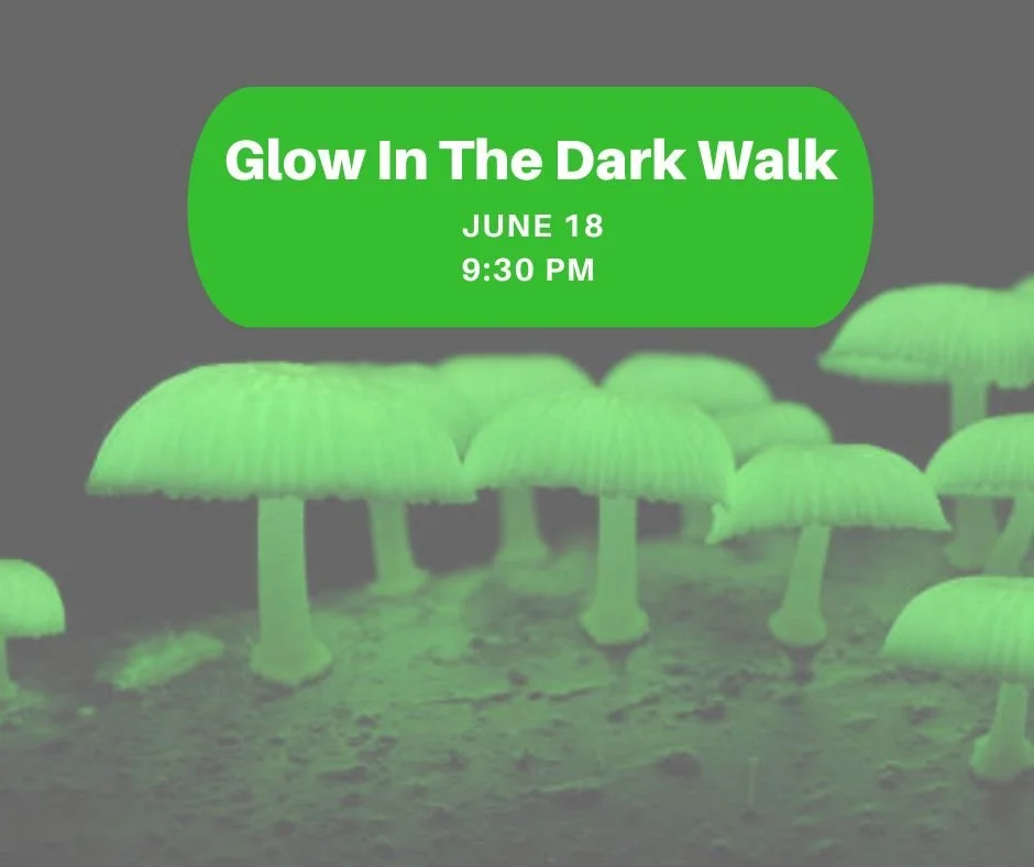 Glow In The Dark
