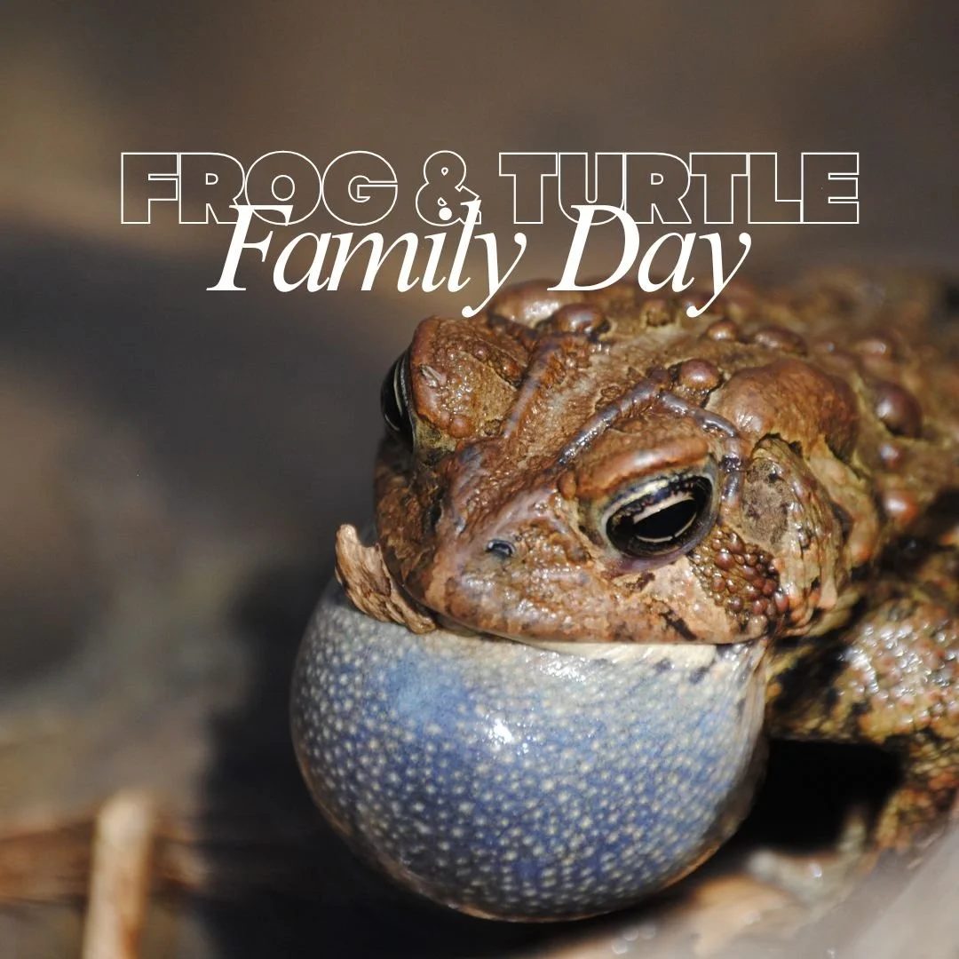 Frog & Turtle Family Day