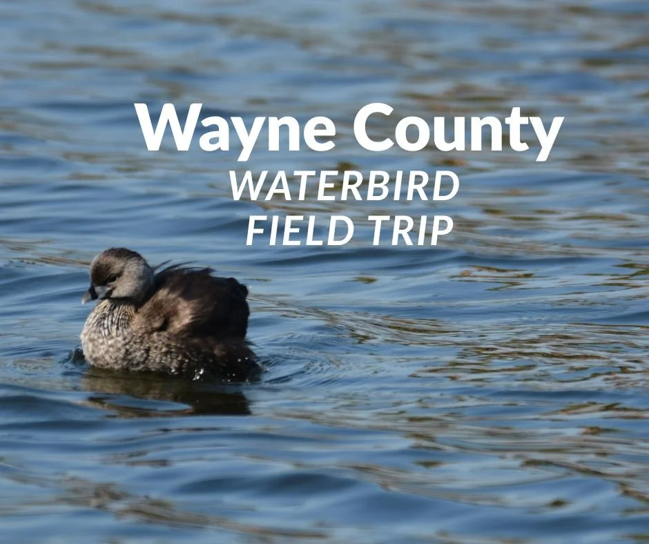 Wayne County Waterbird Field Trip.jpg
