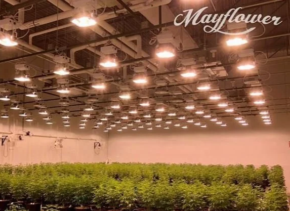 Mayflower Medicinals