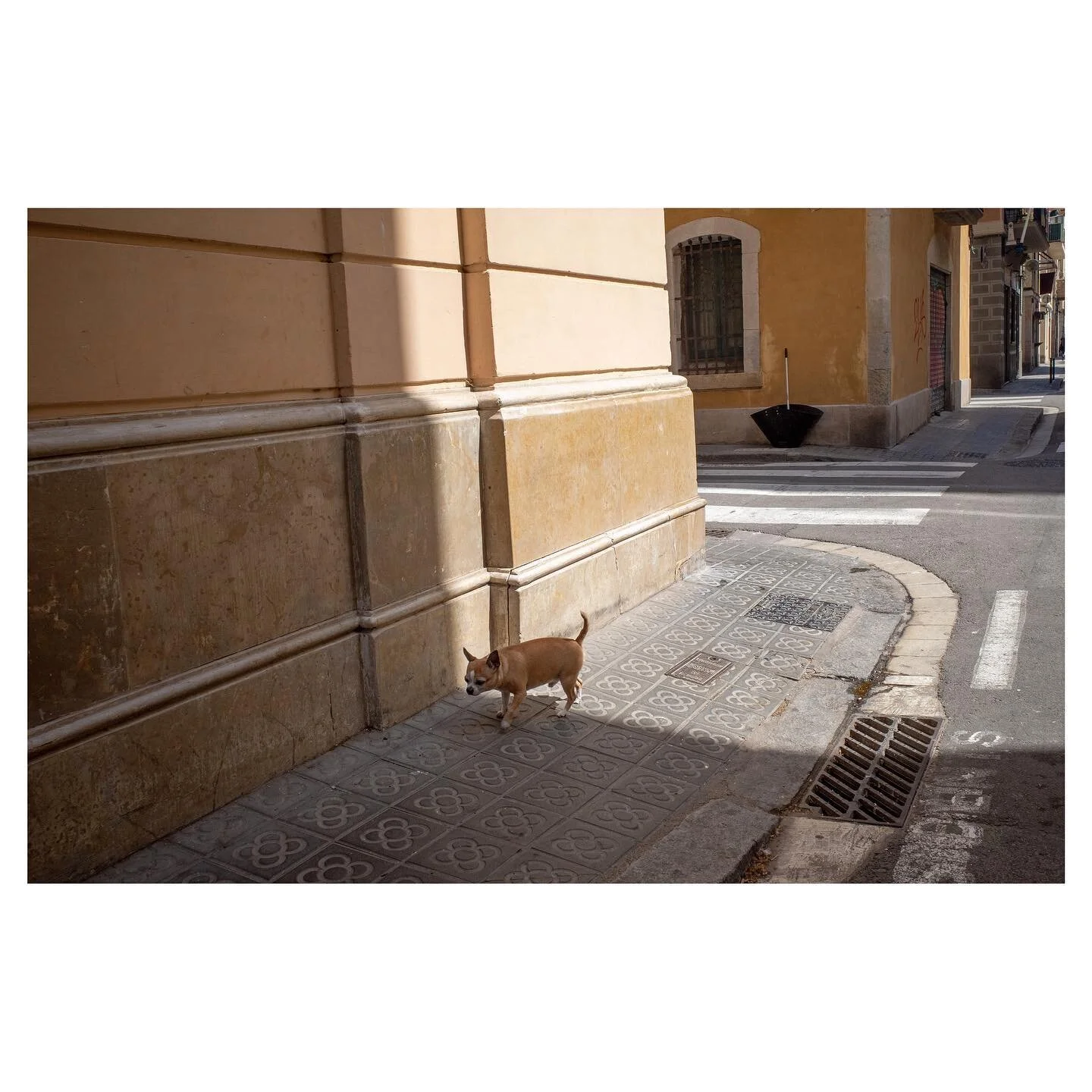 Barcelona, Spain &lsquo;22 🐕☂️