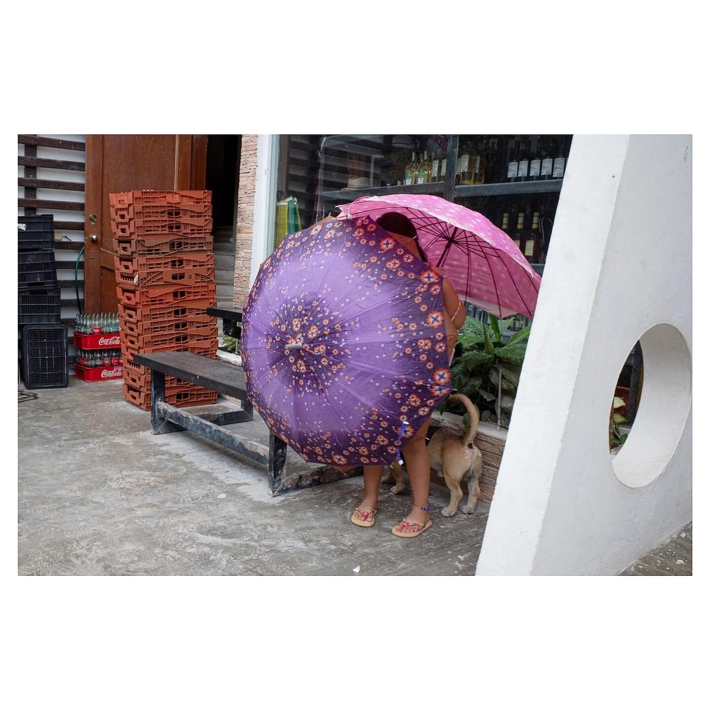 Holbox, Mexico &lsquo;22 👧🏽☂️🐕
&mdash;&mdash;&mdash;&mdash;&mdash;&mdash;&mdash;&mdash;&mdash;&mdash;&mdash;&mdash;&mdash;&mdash;&mdash;&mdash;&mdash;&mdash;&mdash;&mdash;&mdash;&mdash;&mdash;&mdash;&mdash;&mdash;&mdash;#holboxisland #mexicotravel