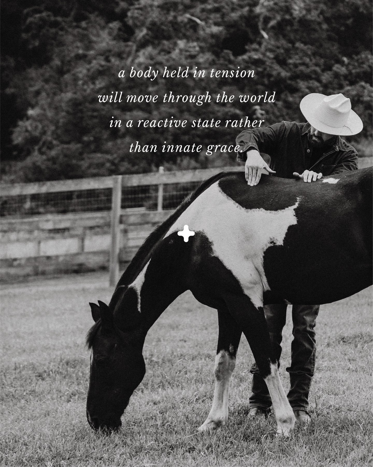 If you're reading this, you know what that grace looks like. You know what unrestricted free range of motion looks like. When a horse moves free of pain and discomfort, its movement leaves you in awe. In this photo, I'm applying light pressure on a c