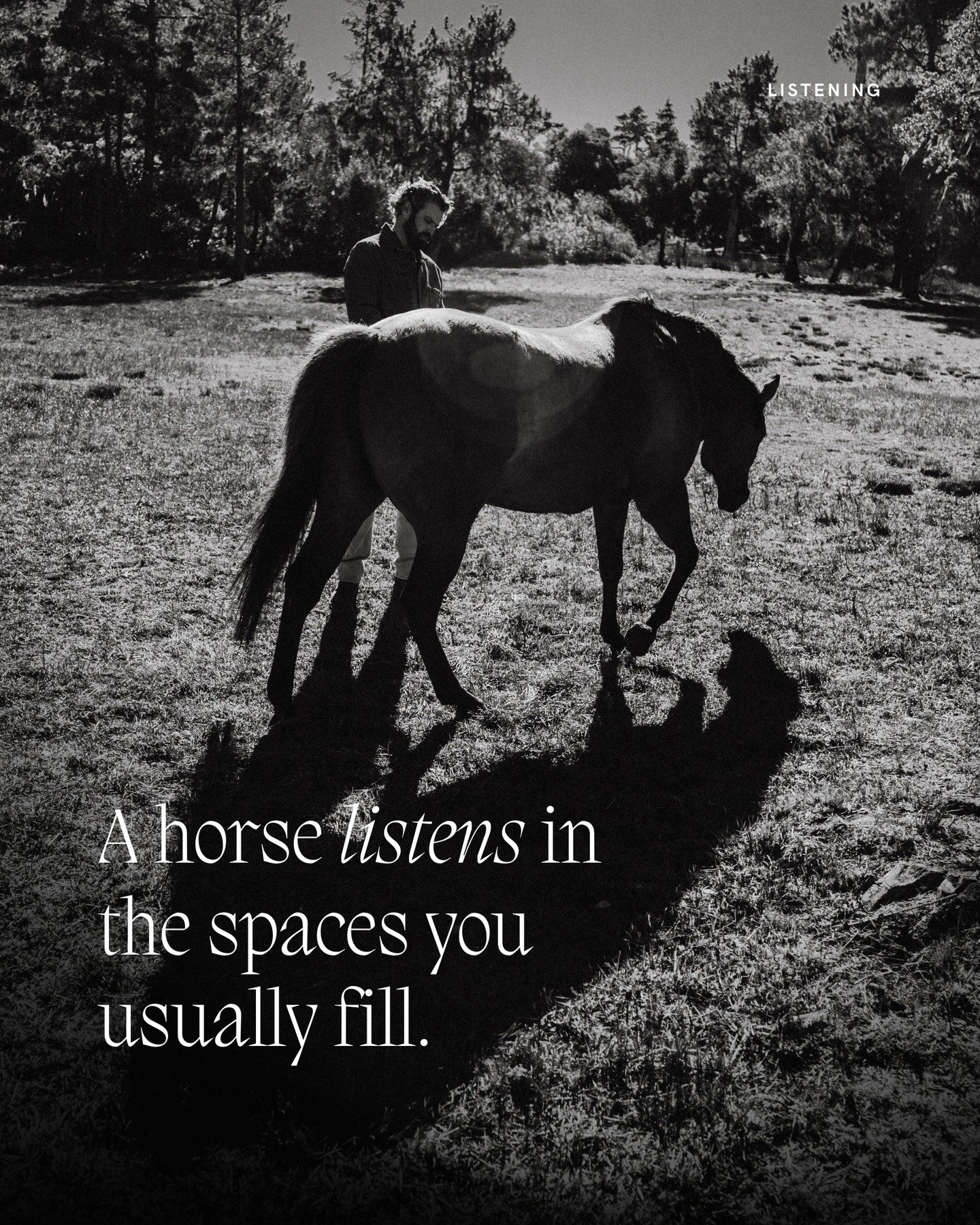 Many people are uncomfortable with quiet because it leaves nothing to hide behind. A horse does not rush to fill the silence. It uses quiet to listen, to sense, to stay aware. When you allow yourself to share that space, something changes.

Your thou