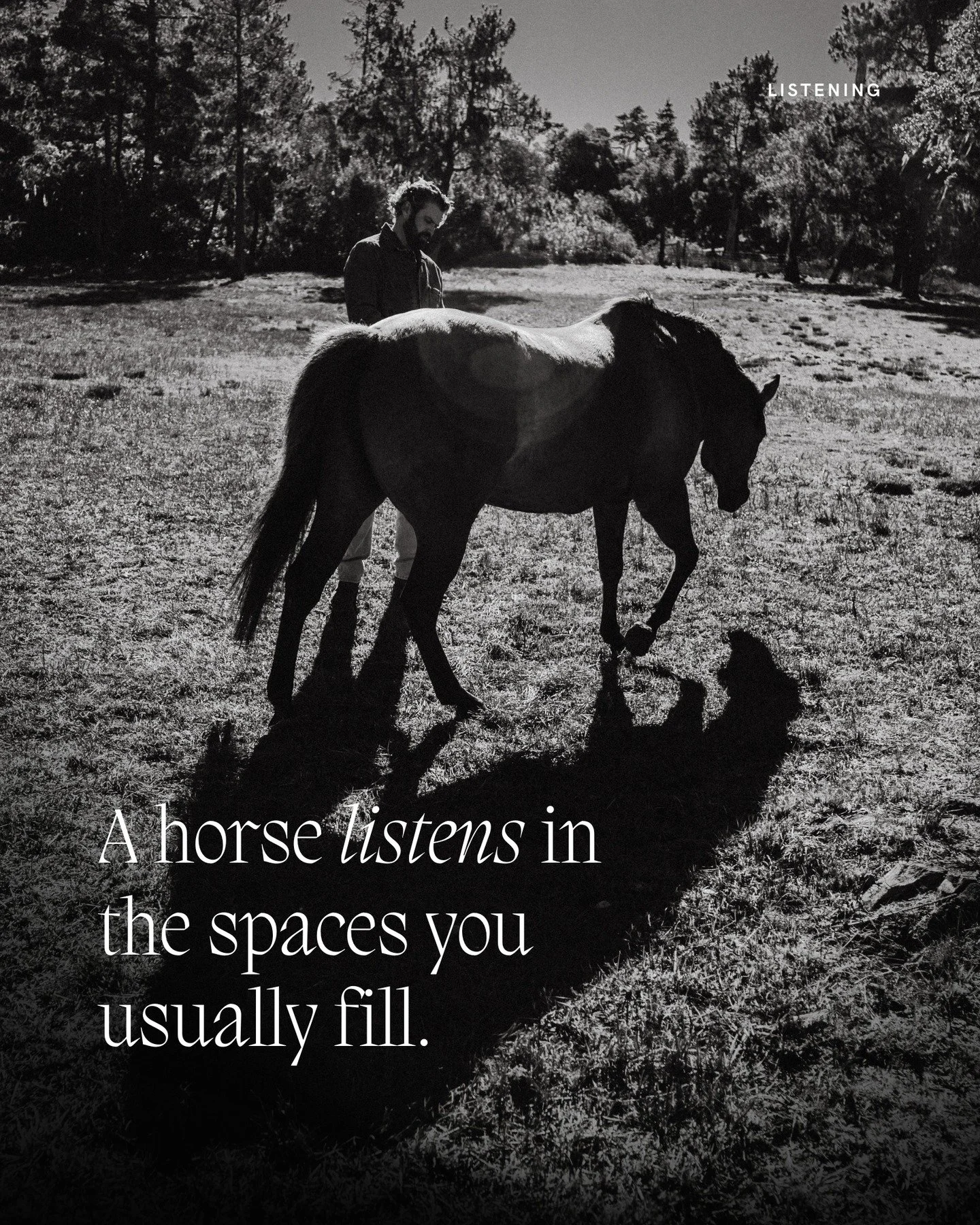 Many people are uncomfortable with quiet because it leaves nothing to hide behind. A horse does not rush to fill the silence. It uses quiet to listen, to sense, to stay aware. When you allow yourself to share that space, something changes.

Your thou