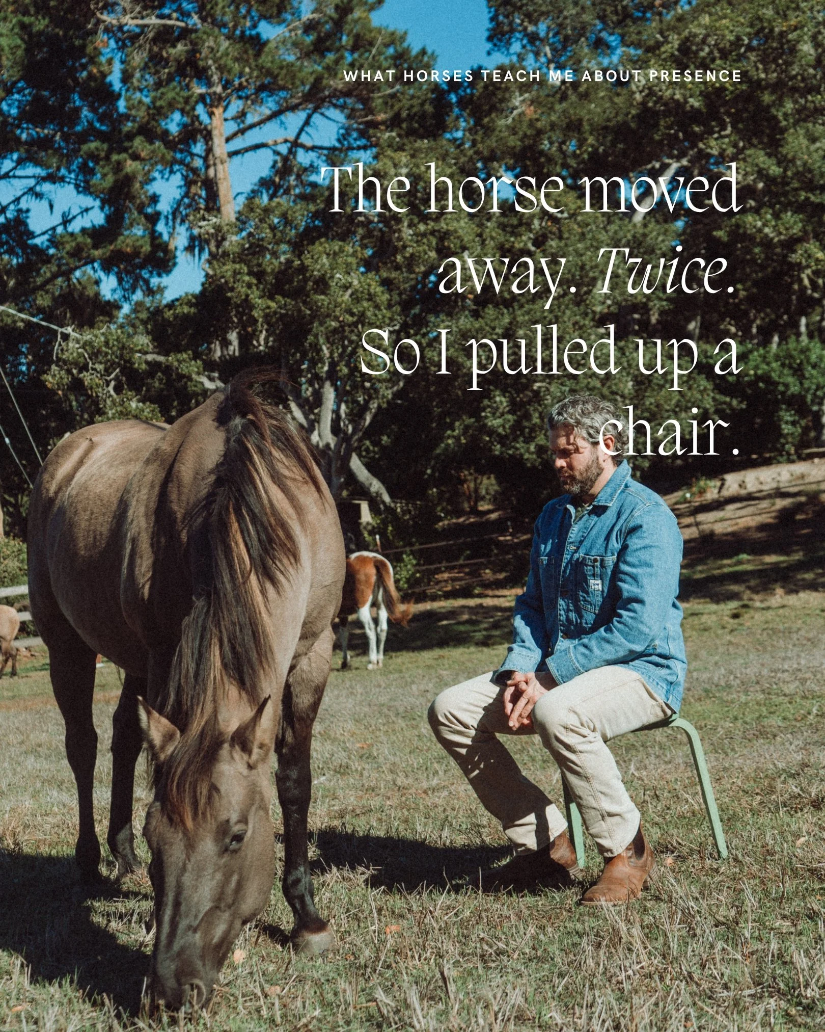 His name is Buddy. A 20-year-old former roping quarter horse who found his way to the Santa Cruz animal shelter after his owner passed away.

His new owner told me he was well-mannered but carrying a lot of pain.
When I arrived he moved away from me.