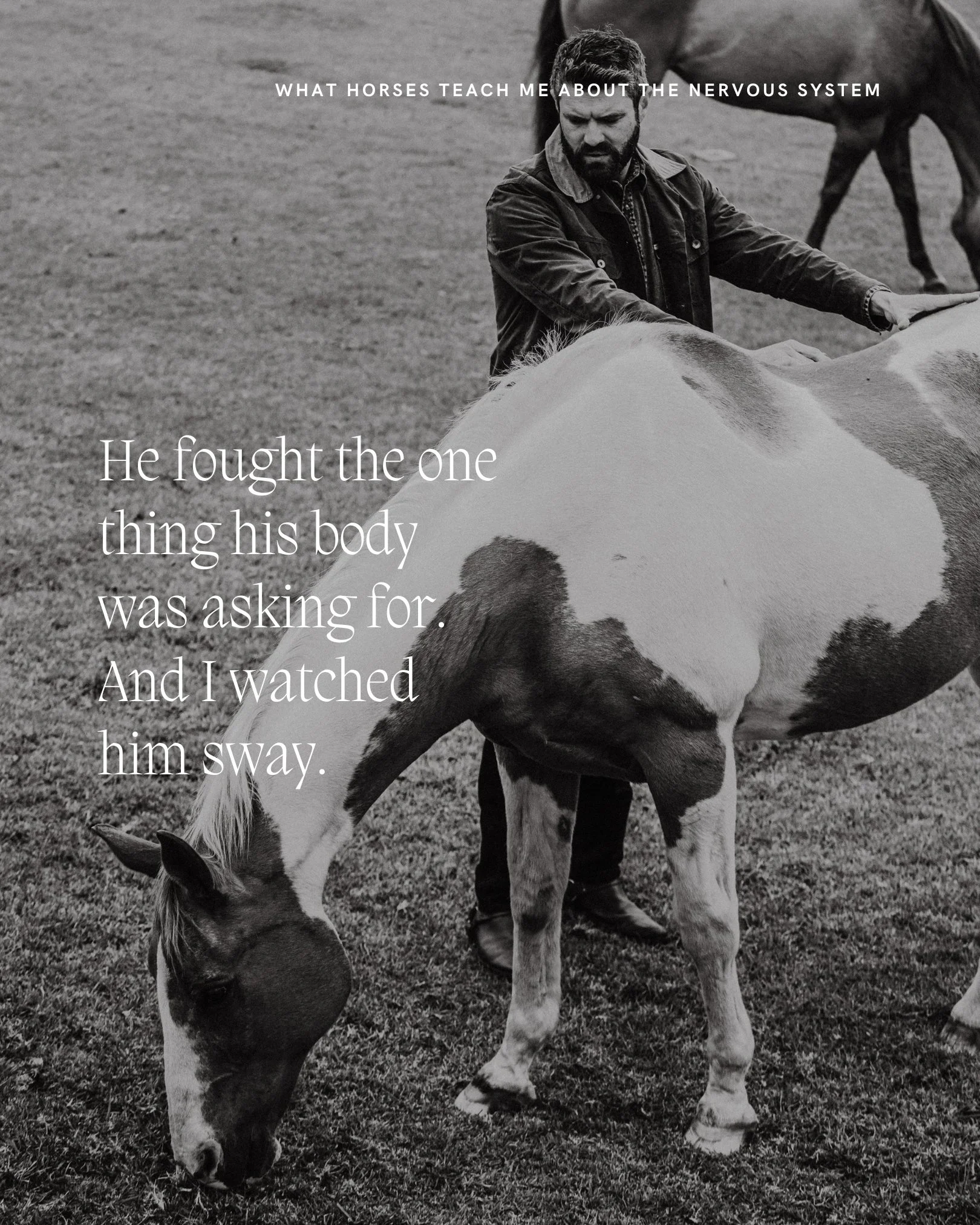 Kiva is the lead gelding of the herd I work with at Sea Star Horse Sanctuary. I keep writing about him because I'm in awe of what he shows me about herd dynamics, leadership, and the cost of both. He is one of the most instructive animals I have ever