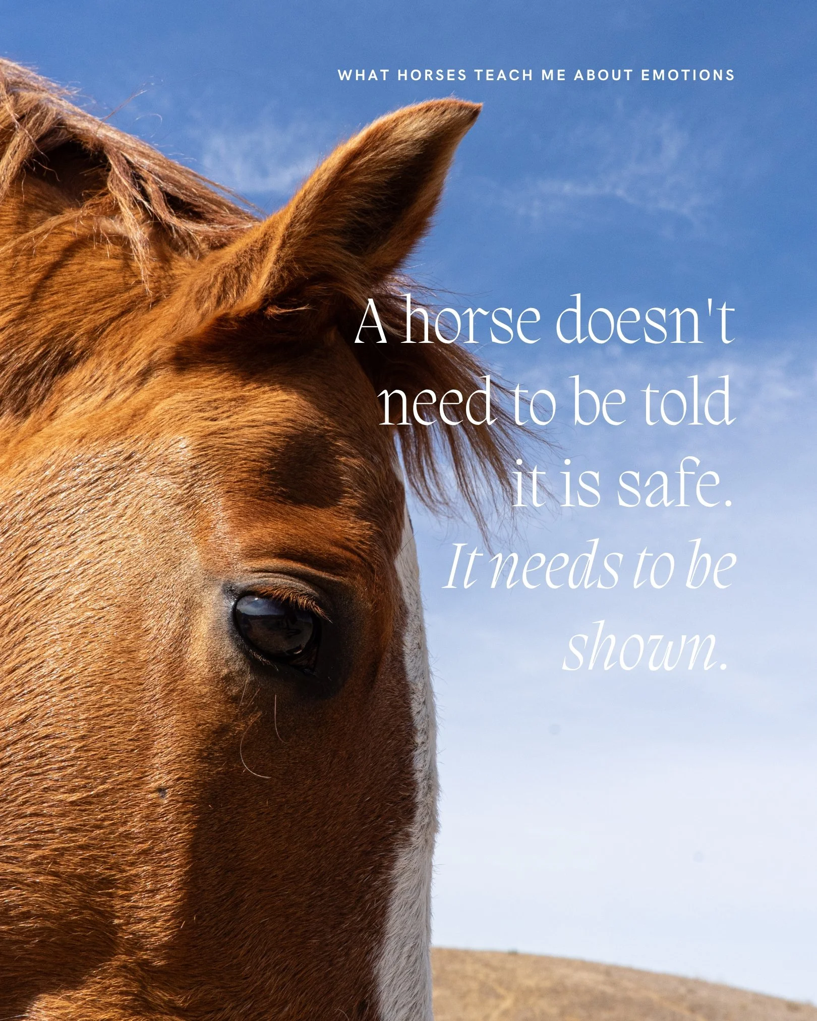 There is a rule I learned early in this work and have not forgotten. If the horse is bracing, you are not being effective.

I worked on a horse named Maybelline during a particular season of her life. She had lost her mother not long before I arrived