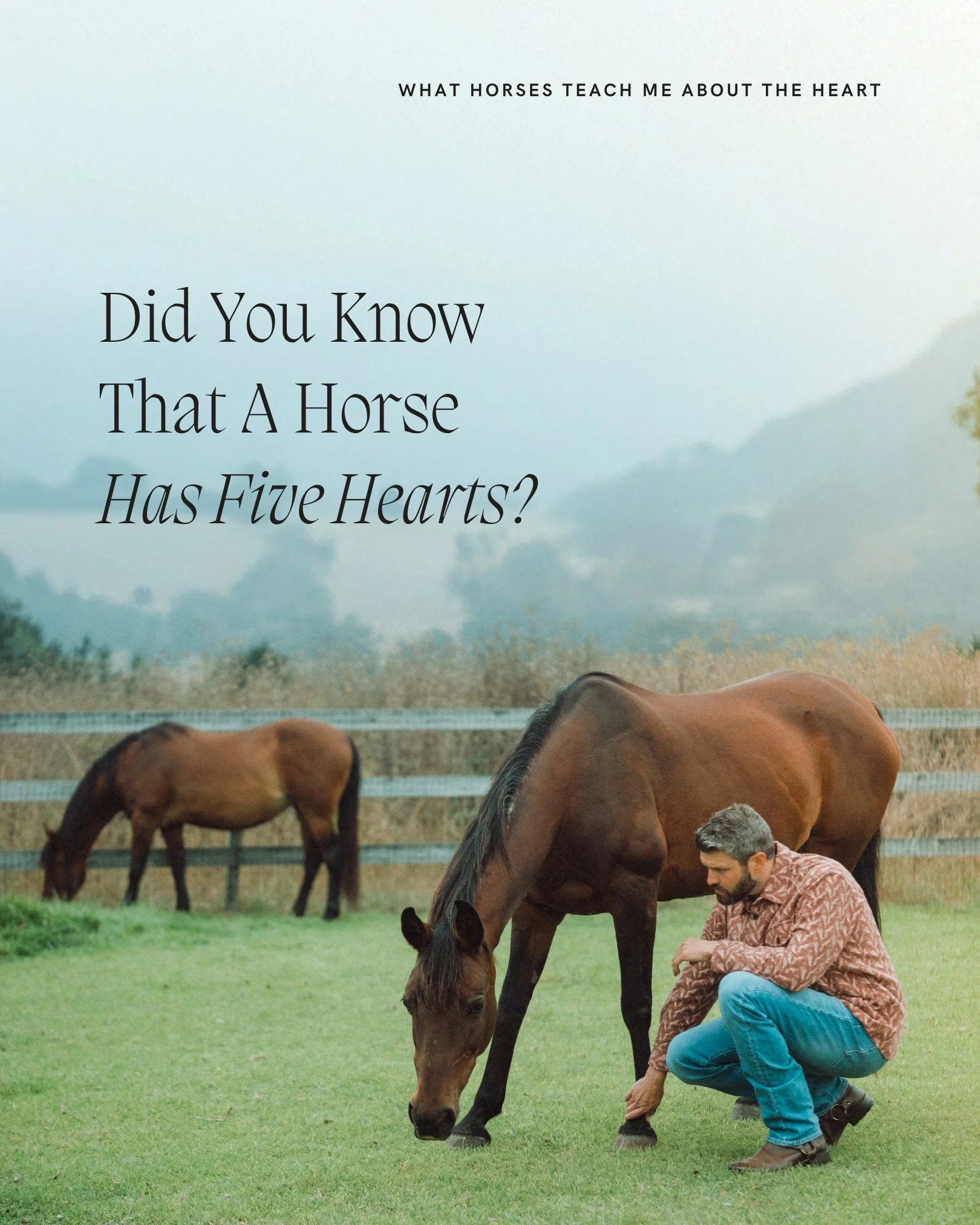 It has been said that a horse has five hearts.

Not five literal hearts. But five places in the body where the work of the heart is carried out. The legs. All four of them, and the heart itself at the center.

The hoof acts as a pump. With every step