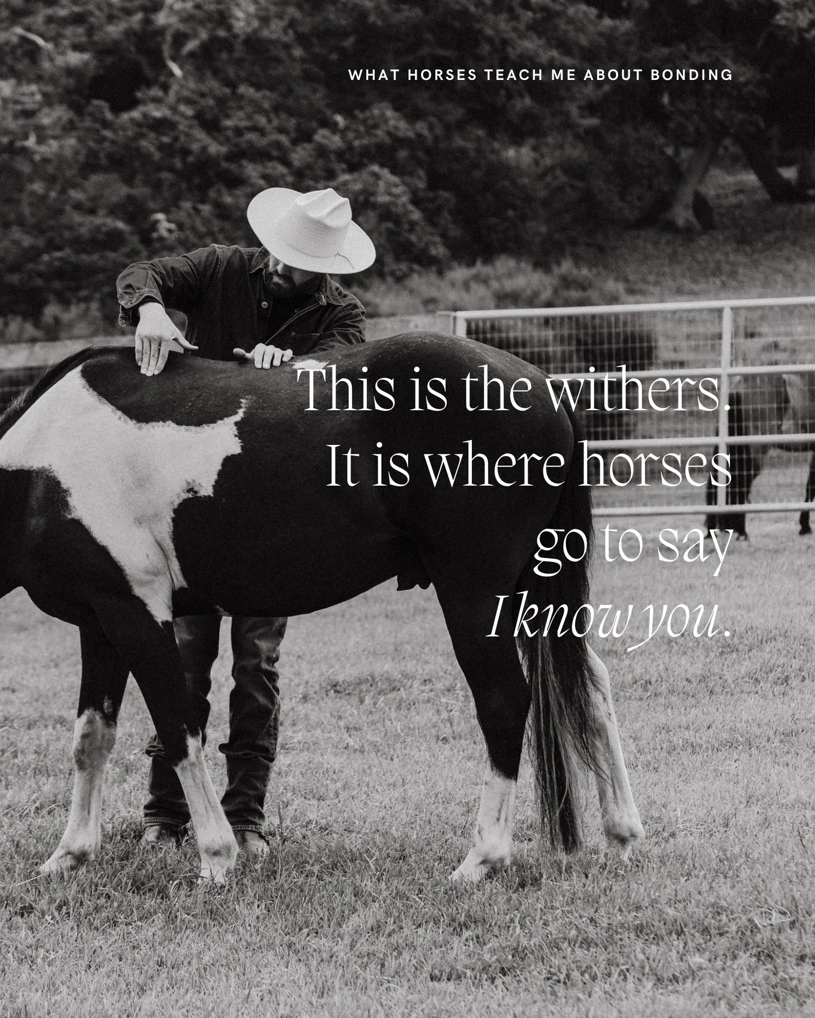 Find two horses in a field who trust each other and watch what they do.

They will stand flank to flank, heads over each other's backs, and begin to groom. Teeth moving slowly along the neck, the shoulders, the withers. They will stay there for minut