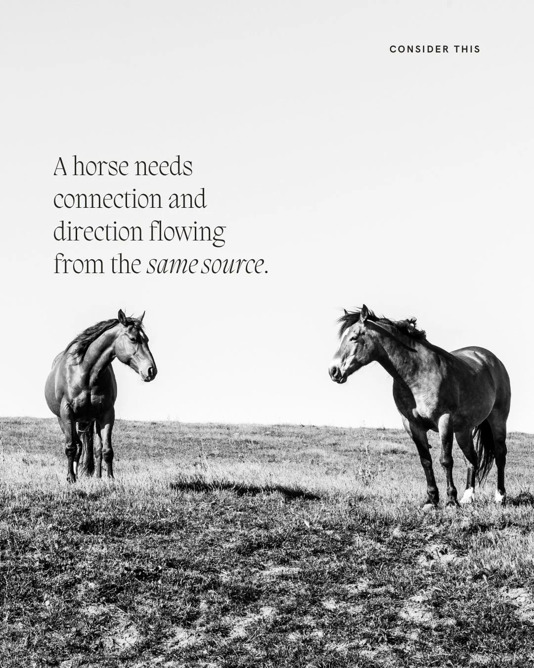 A horse needs connection and direction flowing from the same source.

You can give every correct signal and communicate nothing if the two aren't coming from the same place. The horse reads the gap. Every time.

I've worked with horses who would foll