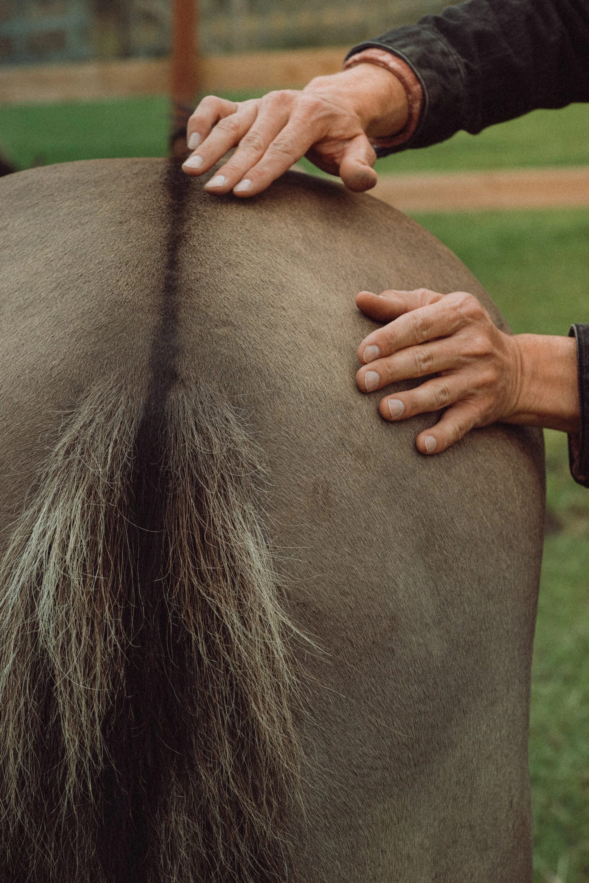 A person with wrinkled skin and fingernails is placing their hands on the back of a brown horse with a light mane. The scene takes place outdoors on a grassy field.