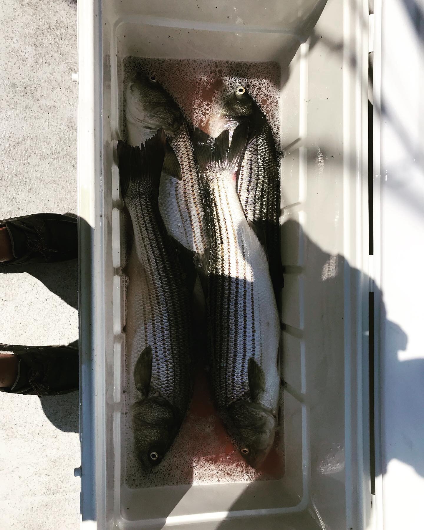 Maxed out on Bass this morning along with releasing several other keepers