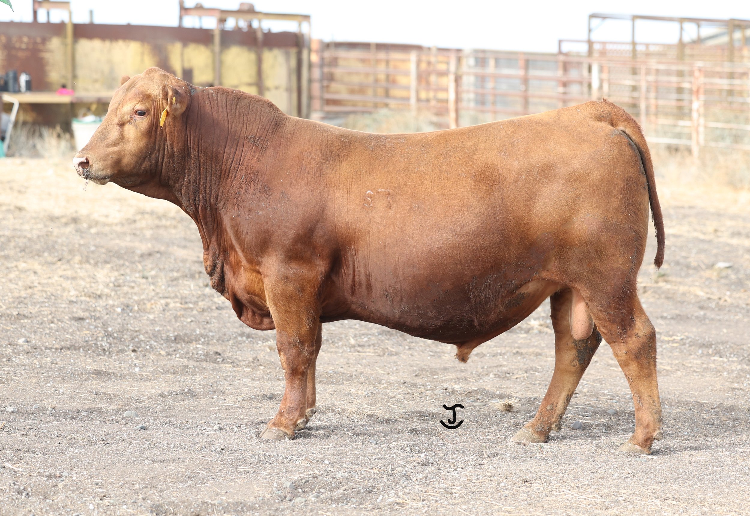 Lot 5 5007N