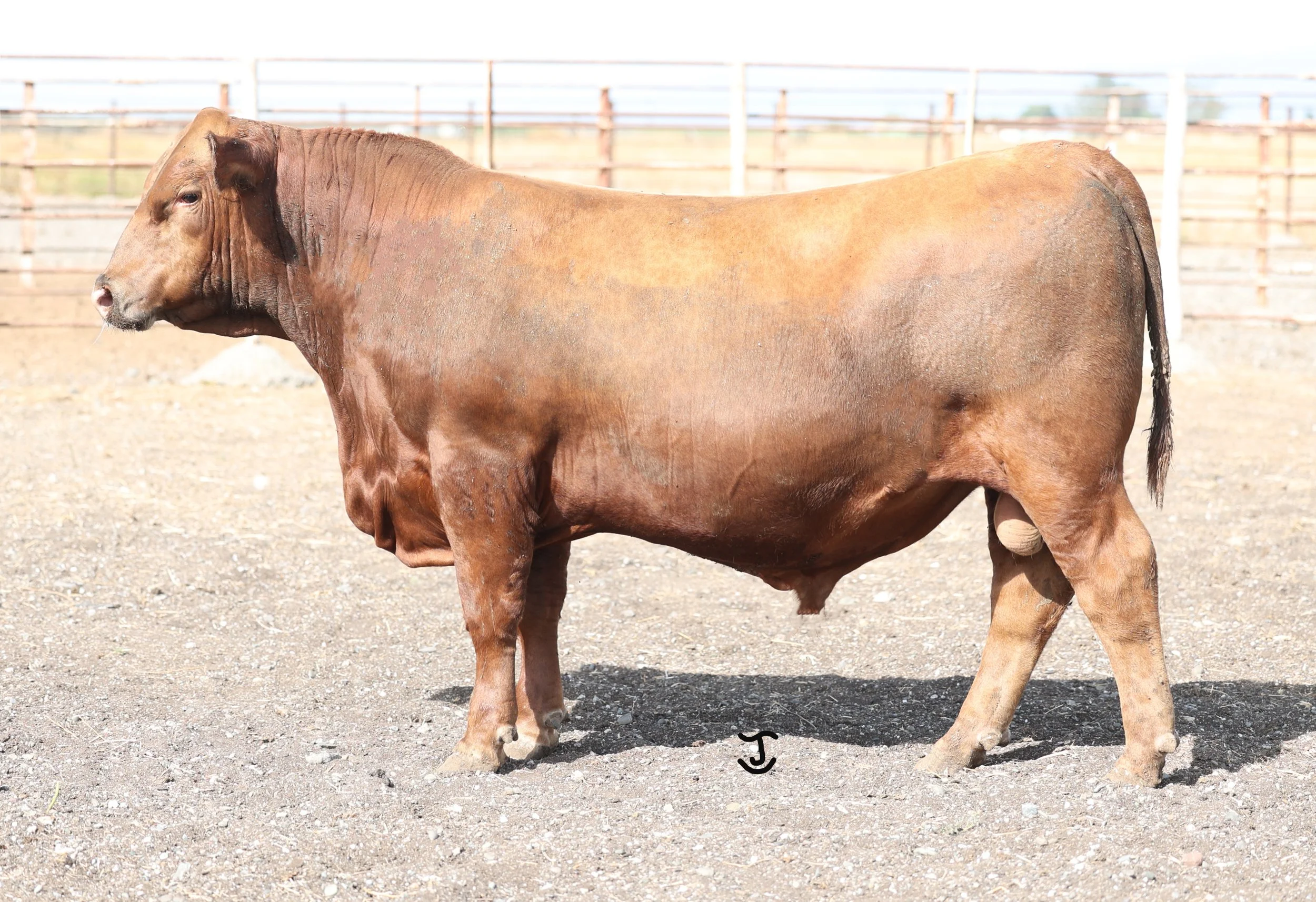 Lot 18 N121