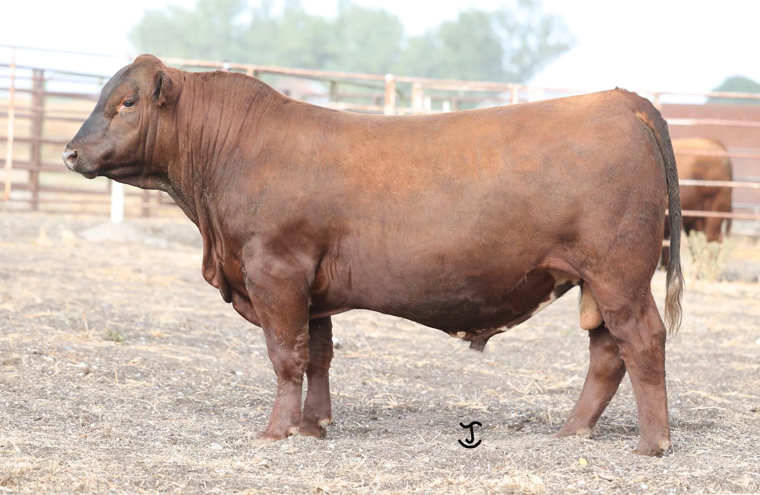 Lot 8 5011N