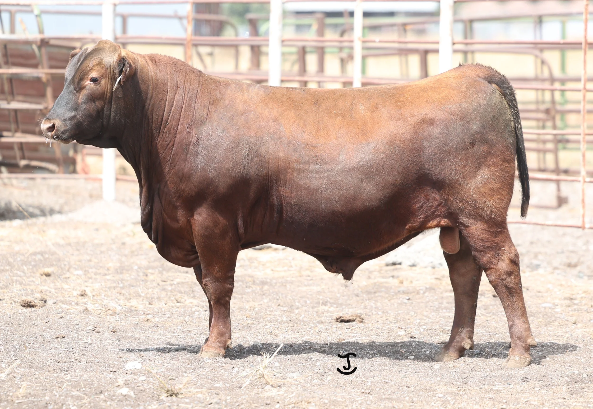 Lot 10 5004N