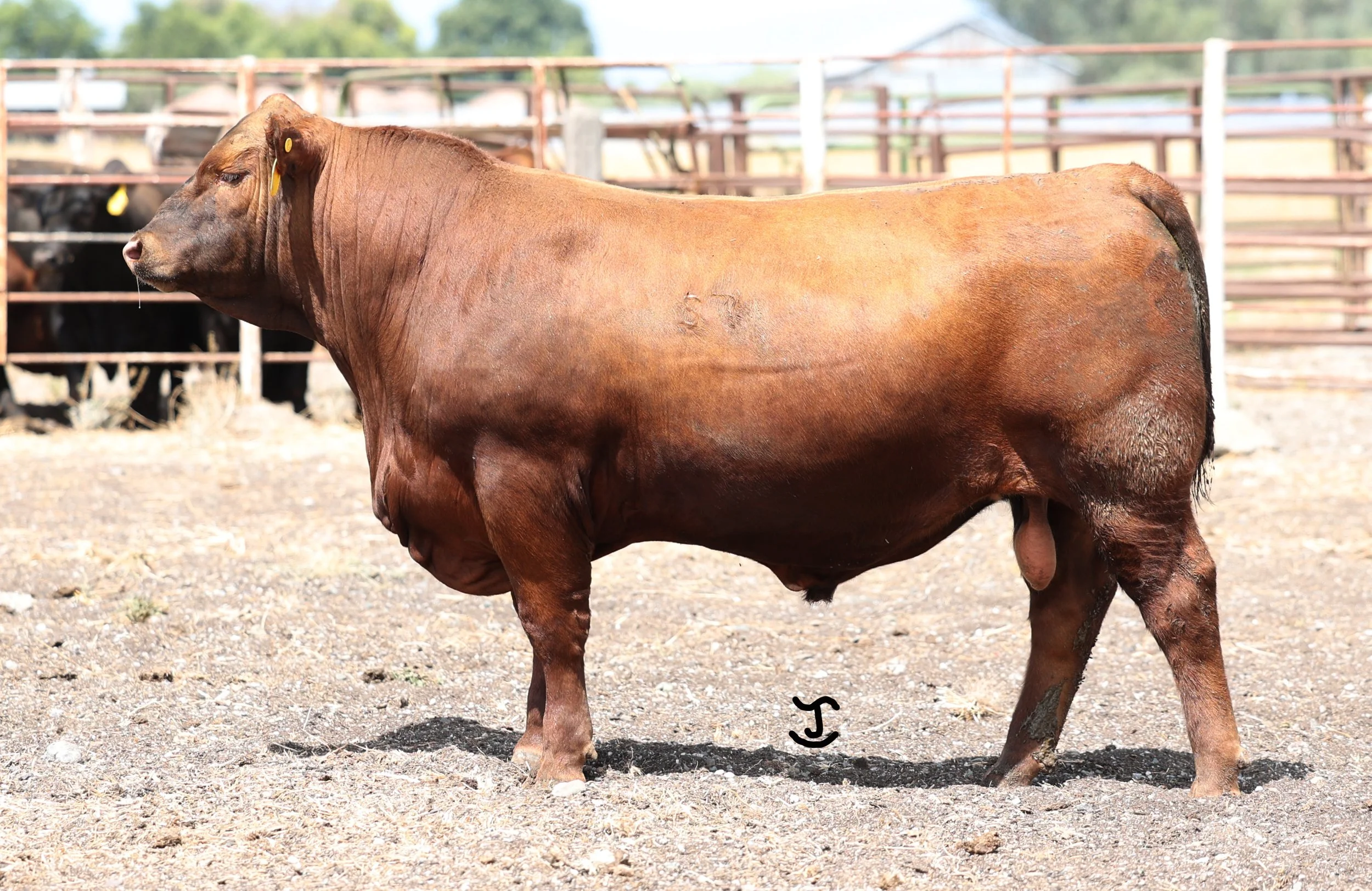 Lot 11 5002N