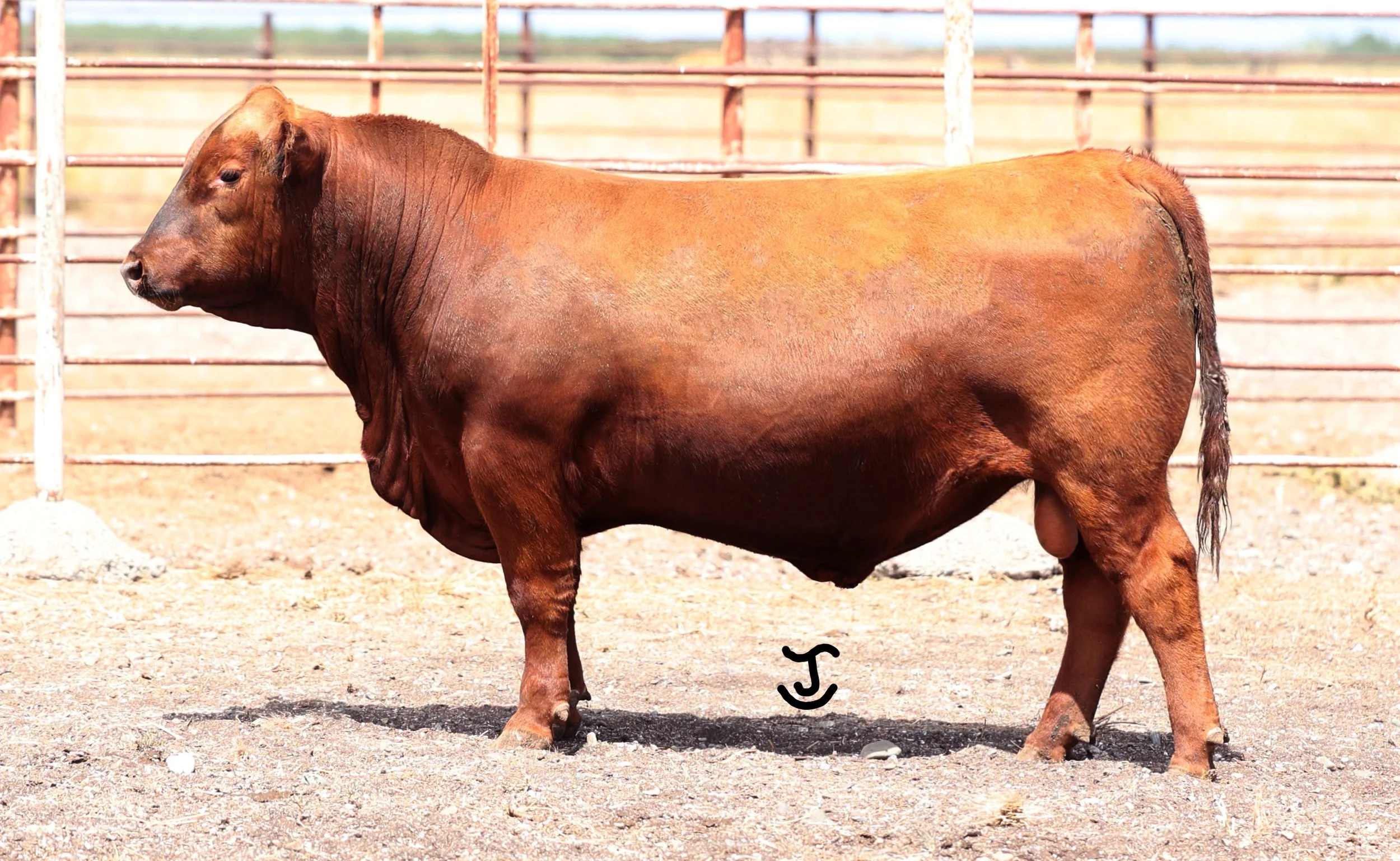 Lot 12 5019N