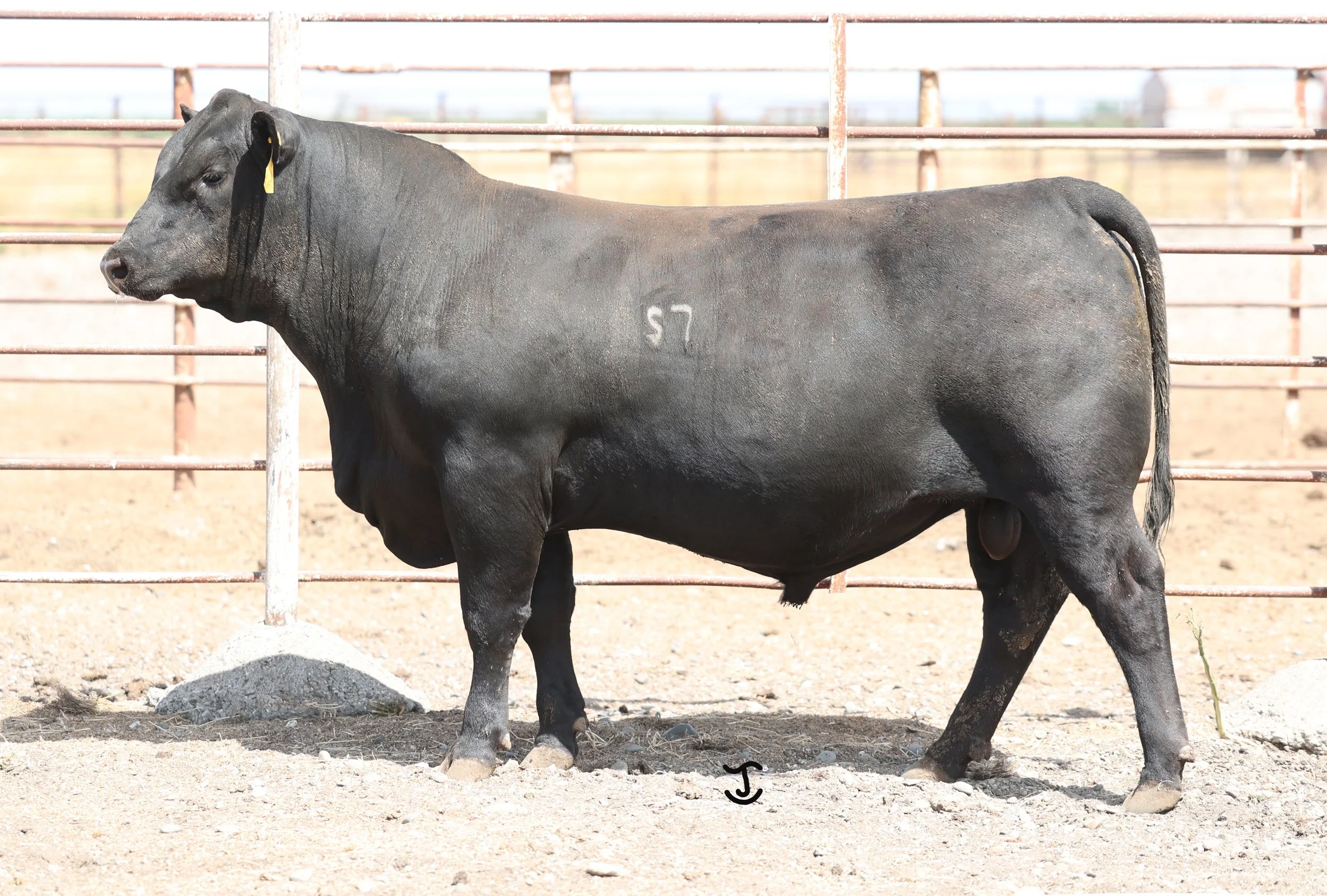 Lot 28 5003N
