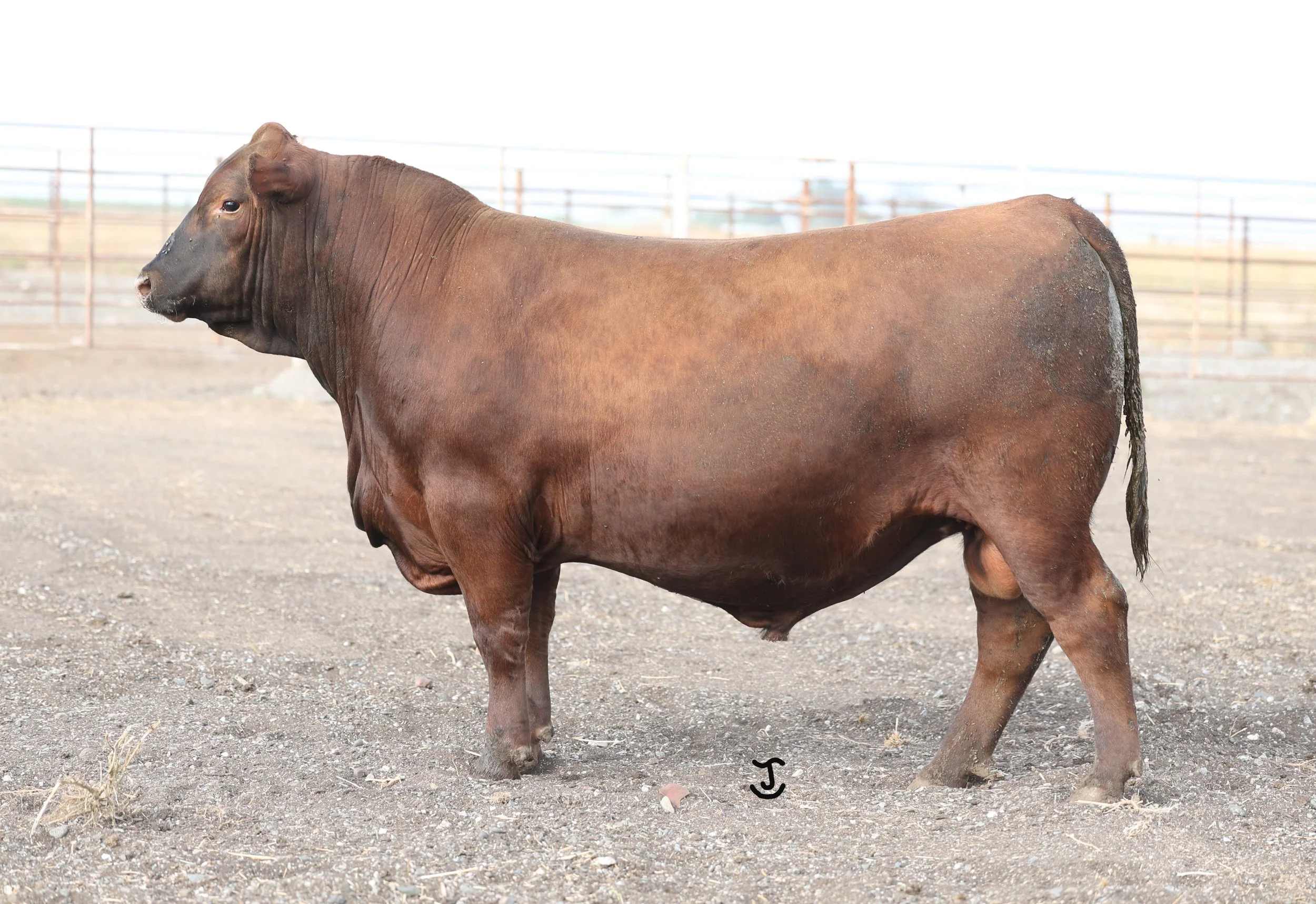 Lot 4 5010N