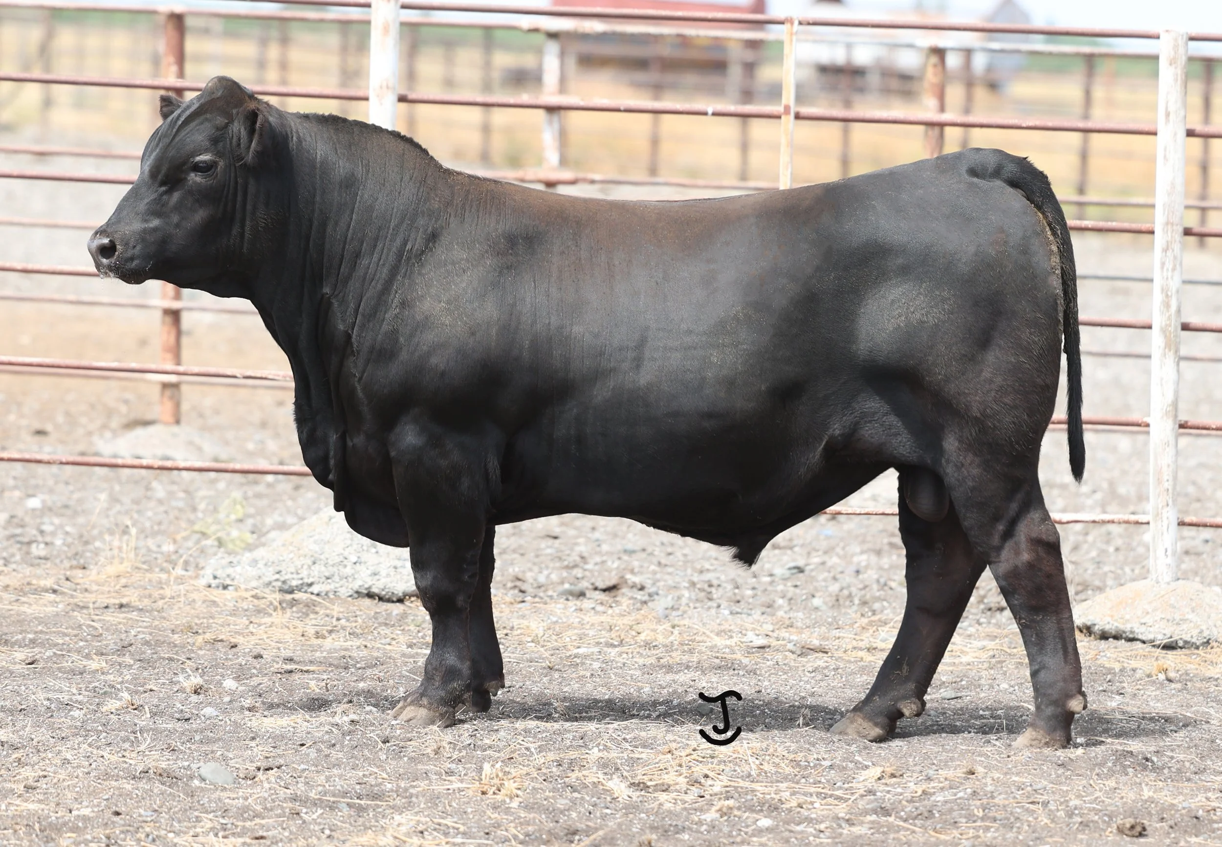 Lot 33 5008N 