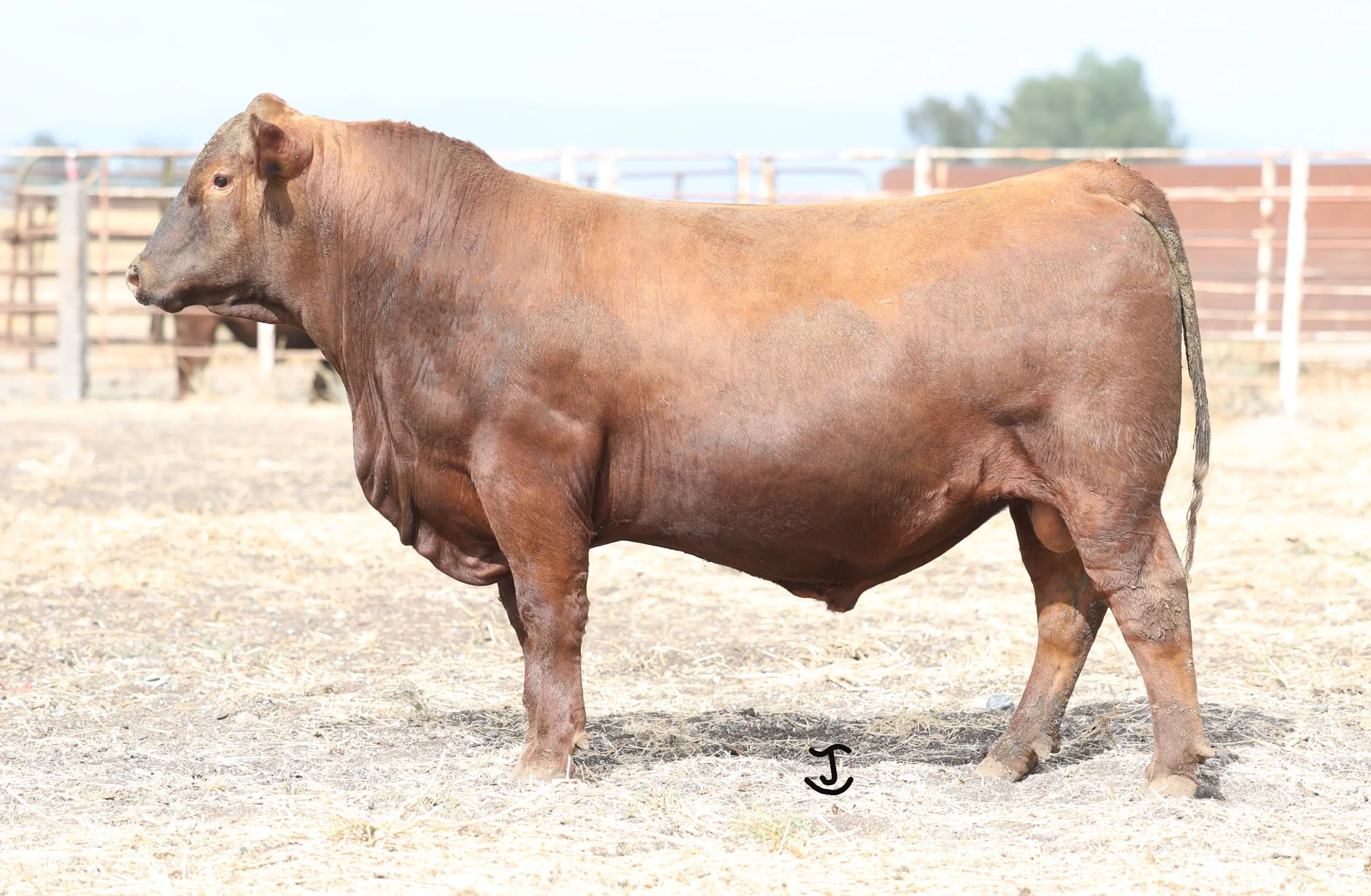 Lot 6 5012N