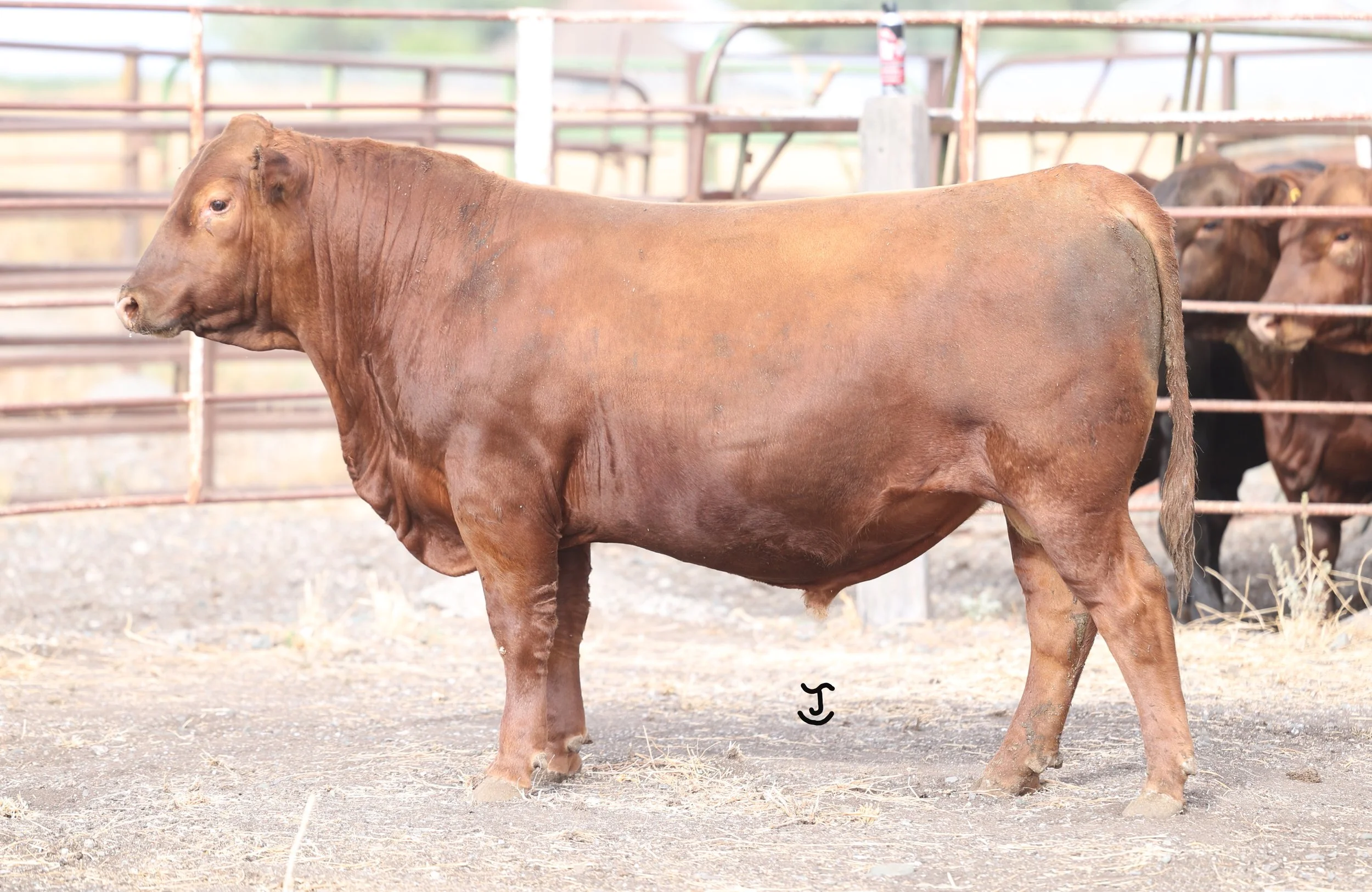 Lot 52 5030N
