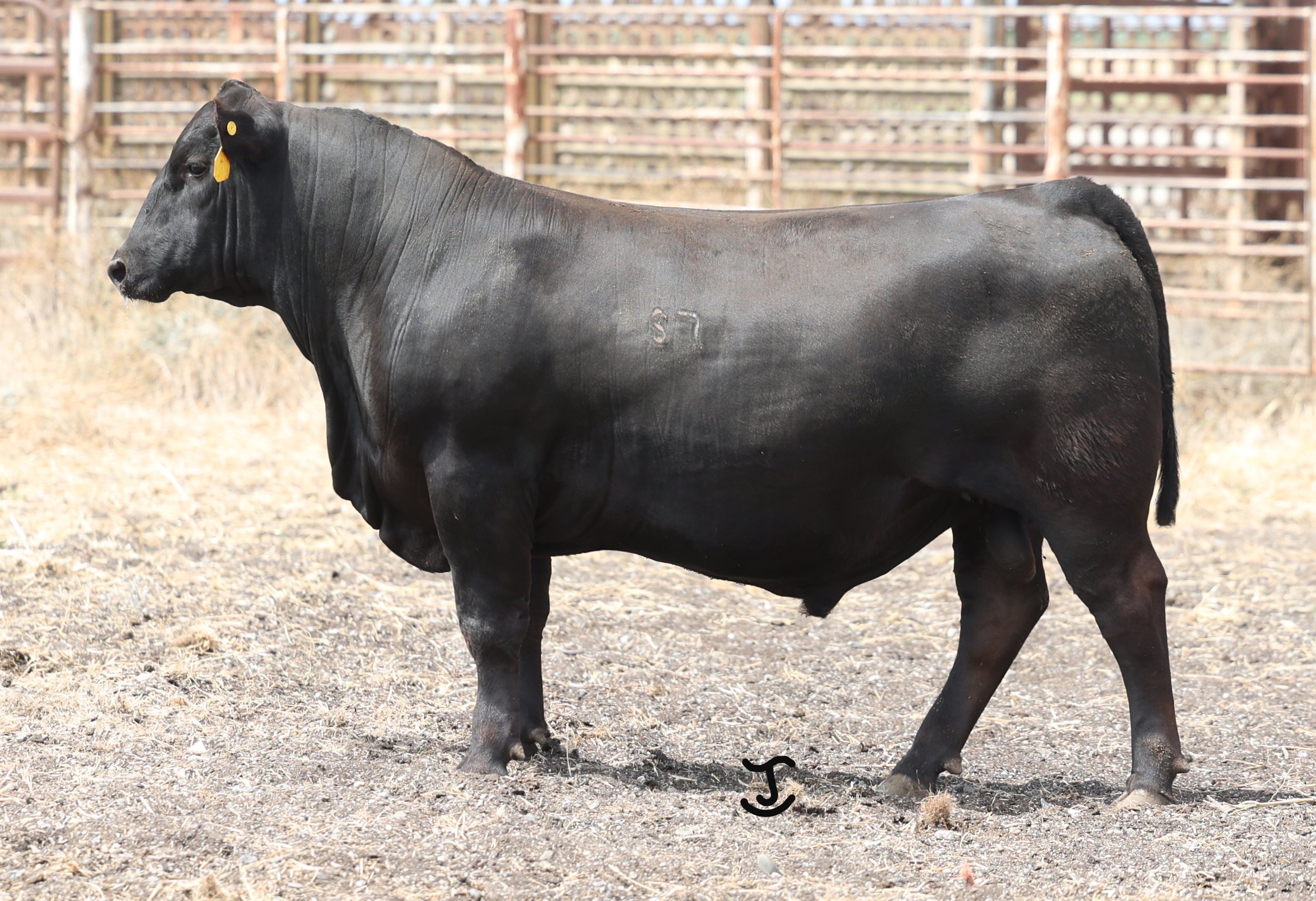 Lot 21 5025N