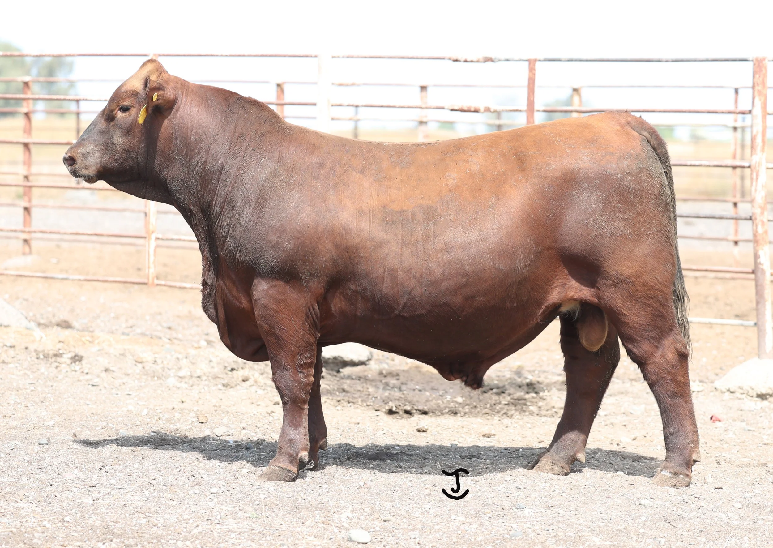 Lot 7 5009N