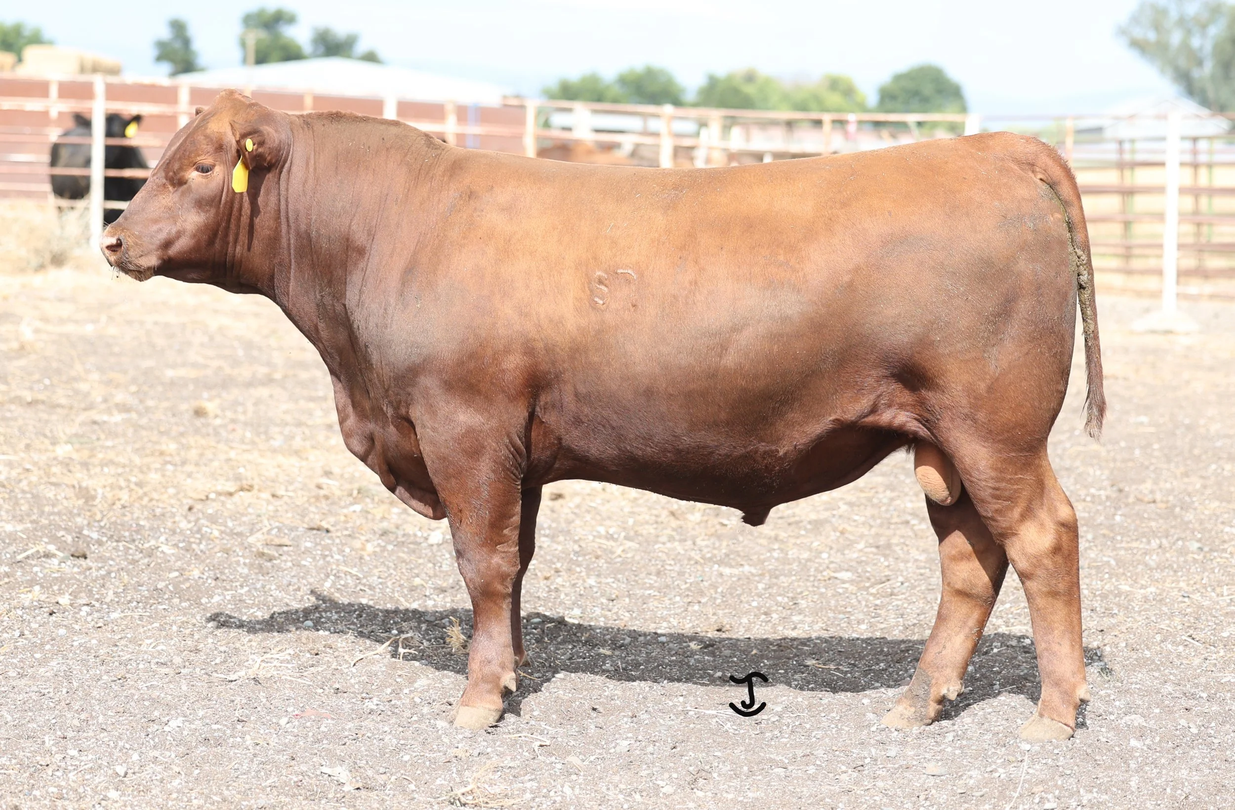 Lot 37 5005N