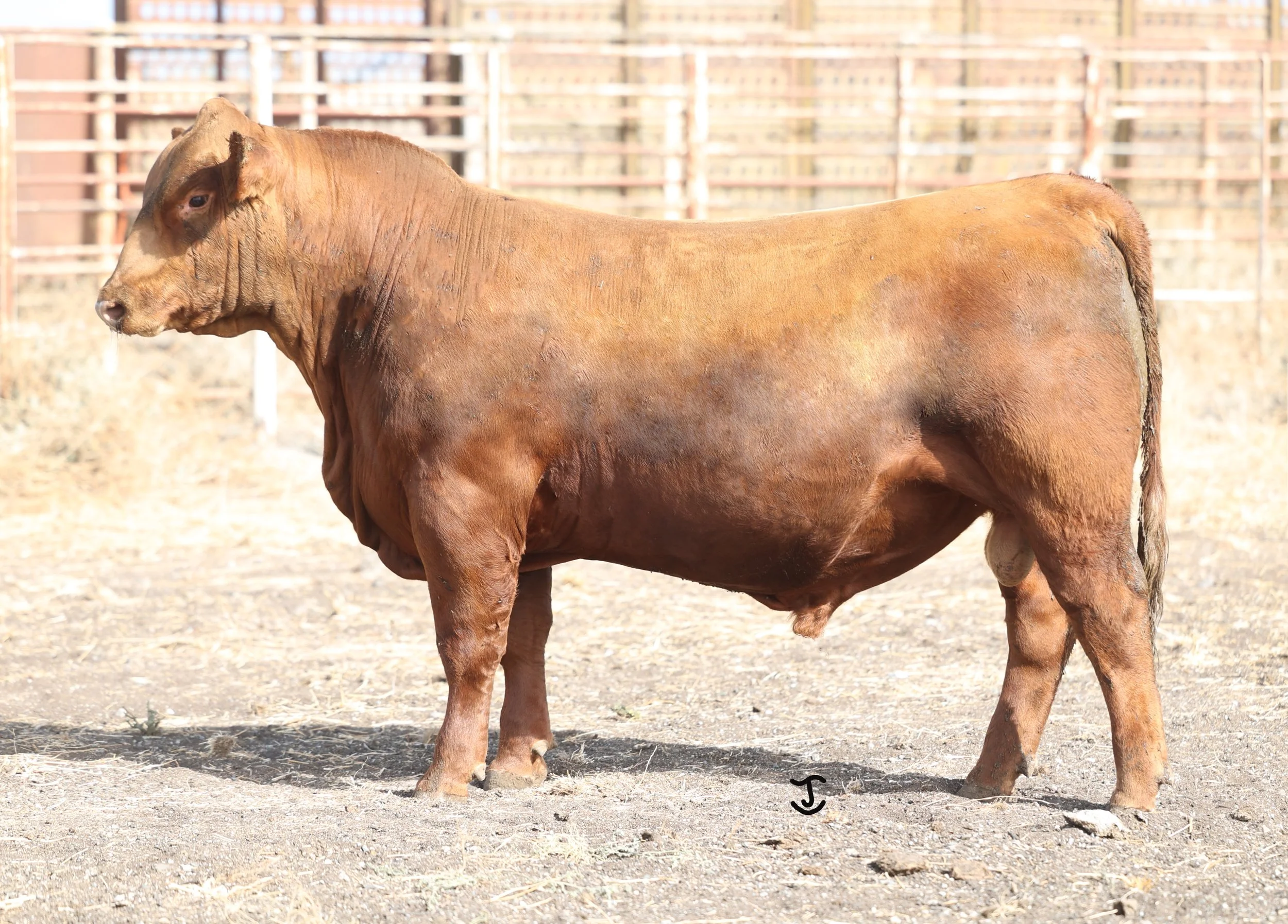Lot 15 5023N