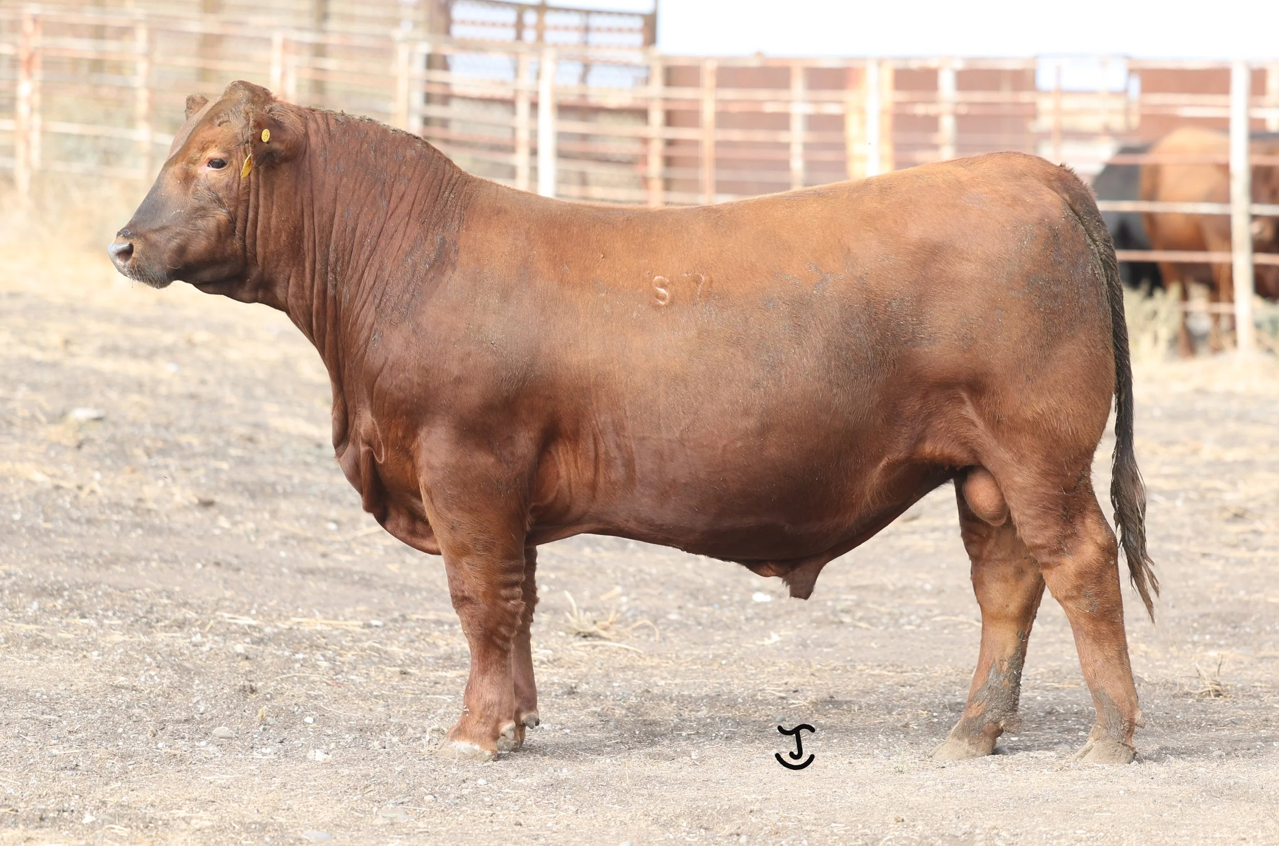 Lot 38 5038N