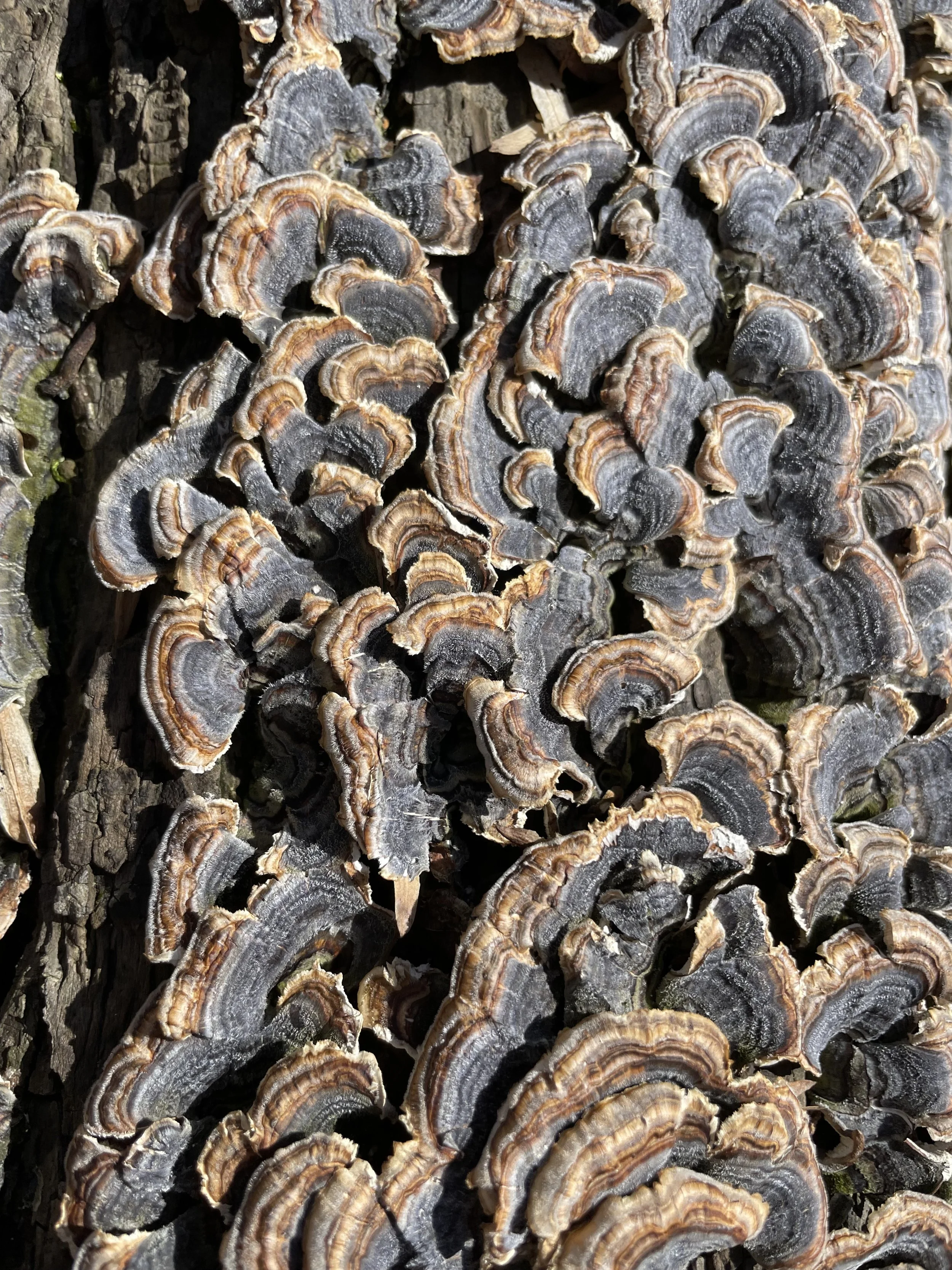 Turkey Tail Fungus