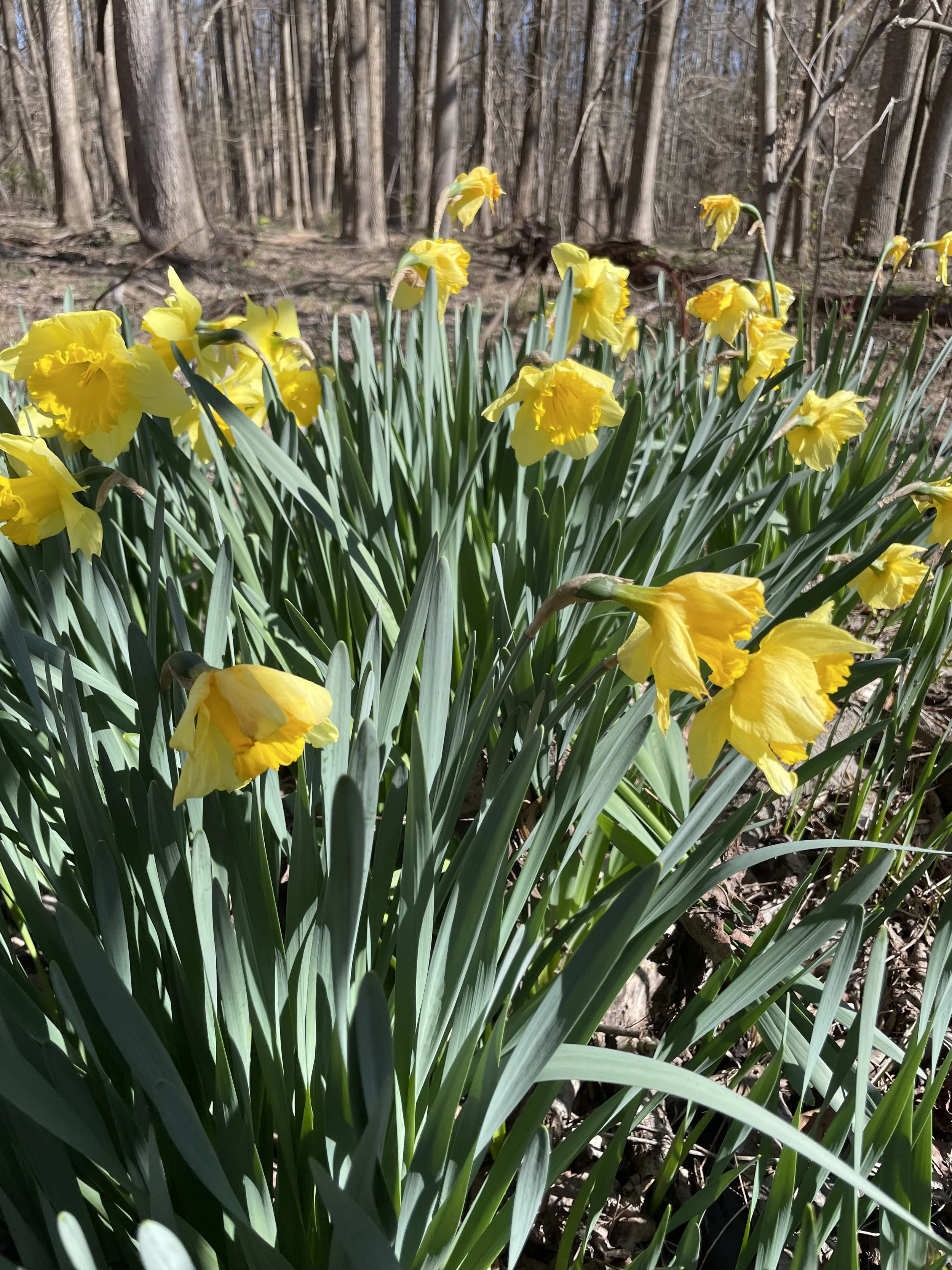 Wild Daffodils were plentiful.