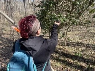 "Pointing" out the differences in spines on holly leaves. See linked article for more information.