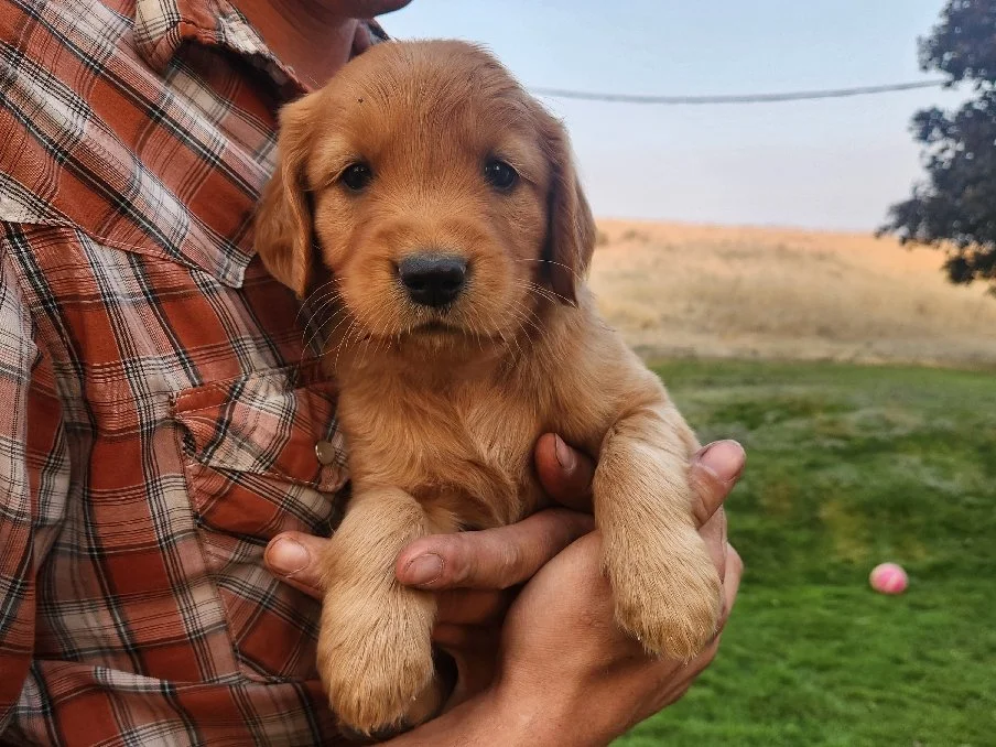 Gilbert, Sunny's boy 
