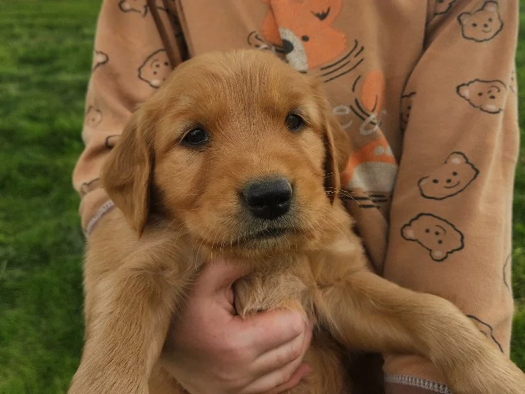 Major, one of Lady's boys