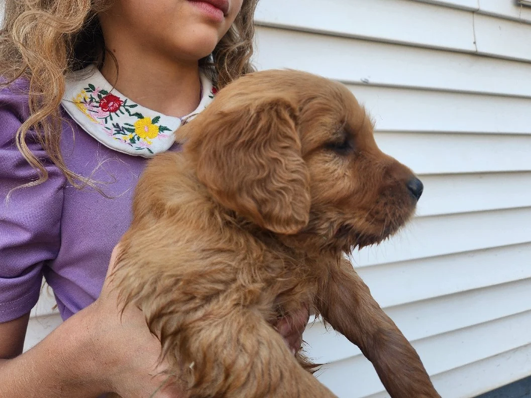 Maple, she got into some water
