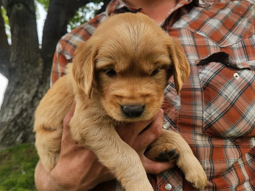 Tumble, Lady's boy