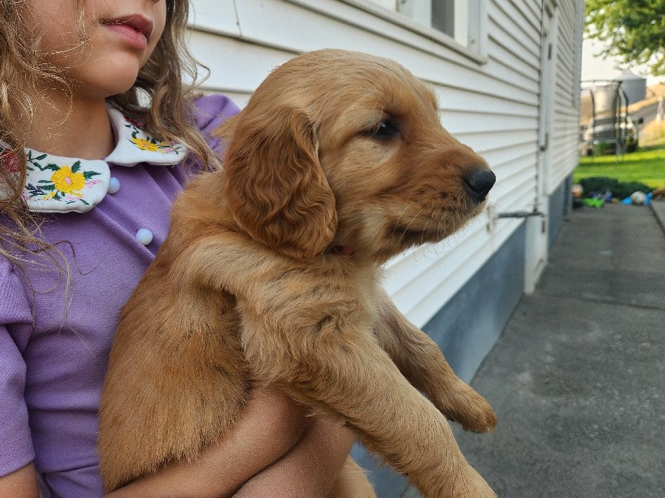 Chewy, a girl
