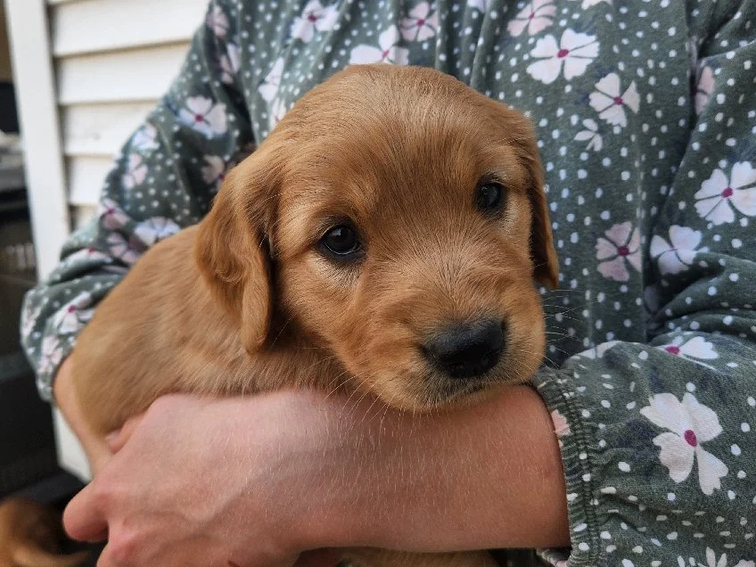 Roly-Poly, one of Lady's girl pups