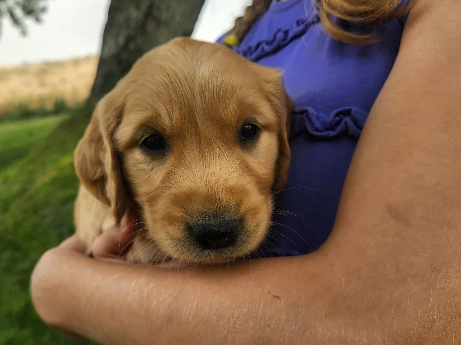 Deputy, Lady's boy