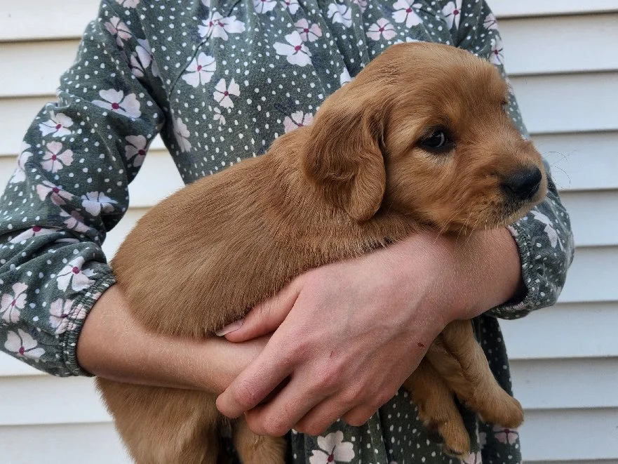 Roly-Poly, one of Lady's girl pups