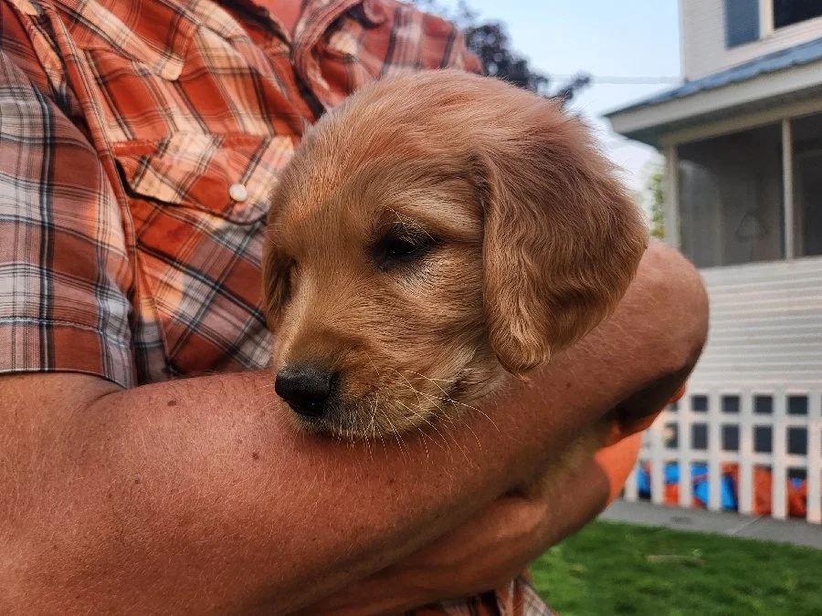 Bandit