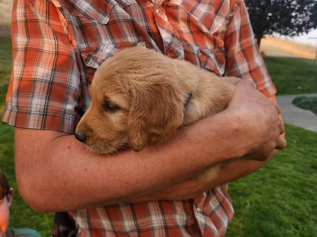 Bandit, Sunny's boy